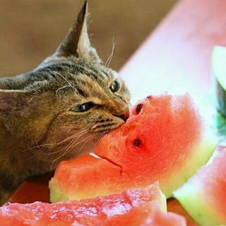 Логотип @nectarinclub - Здоровая Кухня Нектарин­