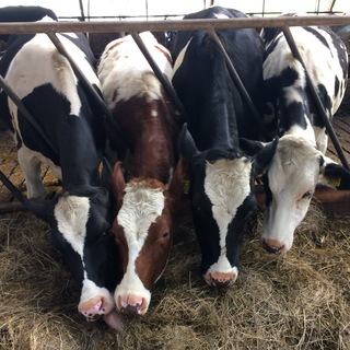 Логотип @nederlandsetaal - 🇺🇦🇳🇱Everyday Dutch