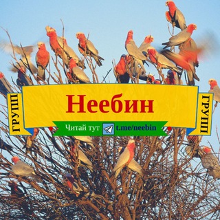 Логотип @neebin - Неебин