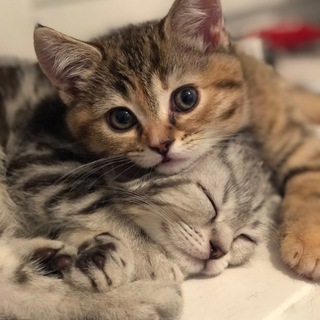 Логотип @neeshpodumoi - Батон и Булочка