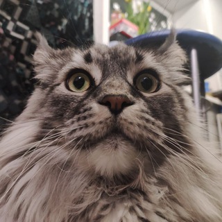 Логотип @nekitakot - Шелдон с Телеграмом