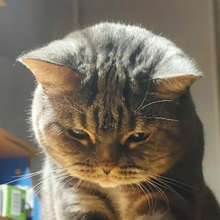 Логотип @nekommunity - Neko&Co