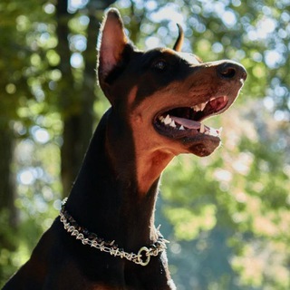 Логотип @nelaynasobaku - Не лай на собаку