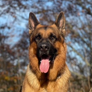 Логотип @nemez_bexa - nemez_bexa