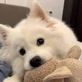 Логотип @nenavizcu - ненавижу