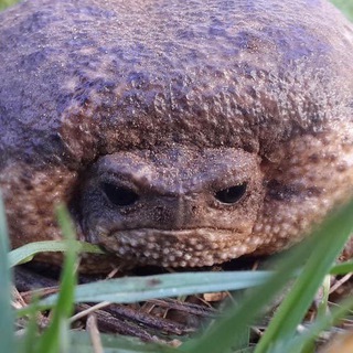 Логотип @nenravki - мне не нравится