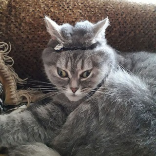 Логотип @neochensmeshnieshutky - Просто какой-то не очень смешной щитпост по фоллачам и сталкеру