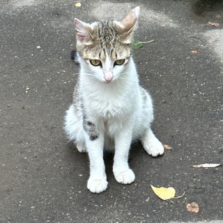 Логотип @nepimp - byd' proshe