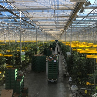 Логотип @neptuuunnn - 🥒 НЕПТУН 🍅