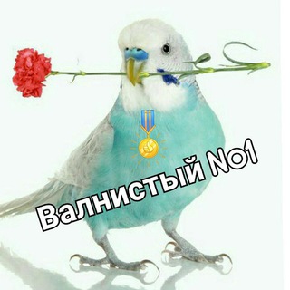 Логотип @nerazdu - Наманган неразлучка #1 бозори🦜🦜🦜🦜🦜🦜