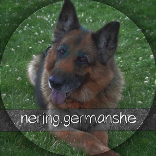 Логотип @neringgermansh - nering.germansh