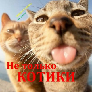 Логотип @netolkokotiki - Не только КОТИКИ