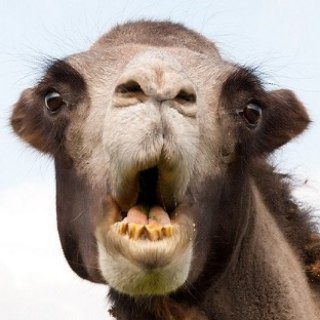 Логотип @neverblud - НЕВЕРБЛЮД