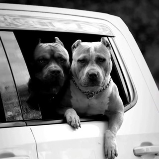 Логотип @nevergiveup4014 - ℕ.𝕖.𝕧.𝕖.𝕣. 𝔾.𝕚.𝕧.𝕖. 𝕌.𝕡 ♣🎶