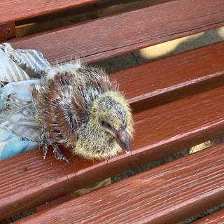 Логотип @new_kiselev_comments - Чат «У чувствующих есть права»