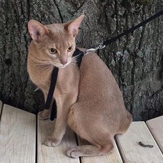 Логотип @newborcats - Котики 🐈 Новой Боровой