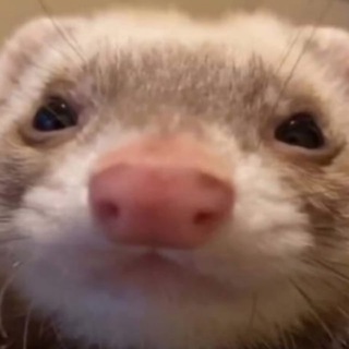 Логотип @newbuma - Халявный Бума 😁