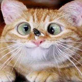 Логотип @newkekes - Повседневный юмор