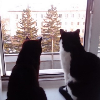 Логотип @newkgetmansky - Коты Гетманского. И точка 😹