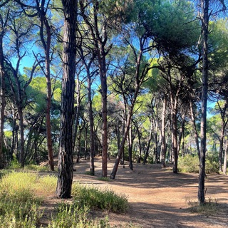 Логотип @newpsyway - Ψ✨Эпохе: территория самопознания✨