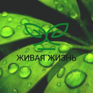 Логотип @newrast - Живая жизнь🐻☘️