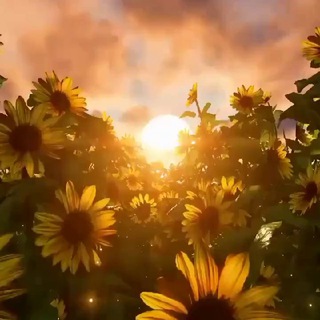 Логотип @newrealmood - ƬƦΔƝƇƑǑƦMΔƬƟƦ