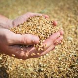 Логотип @newskubru - Новости Кубани