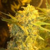 Логотип @newtzafon - newtzafon