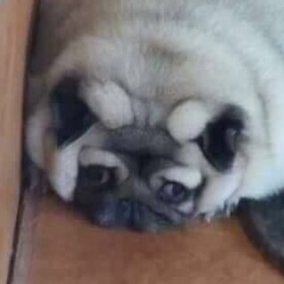 Логотип @nexeos_fuck - Public Enemies