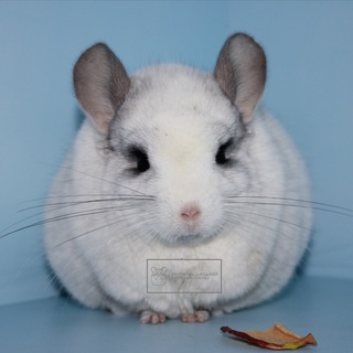 Логотип @nezhnyy_zver - Nezhnyy_zver