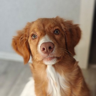 Логотип @nicenotesaboutdogs - Приятные заметки о собаках🐕