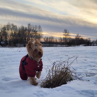 Логотип @nicenotesaboutdogs01 - Приятные заметки о собаках