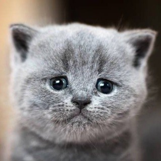 Логотип @nicotyna69 - Ոɿ८૦੮ყՈค