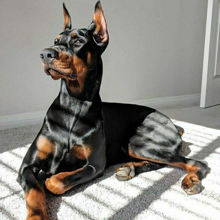 Логотип @nightf1ight - 𝓢𝓾𝓷𝓼𝓱𝓲𝓷𝓮💎