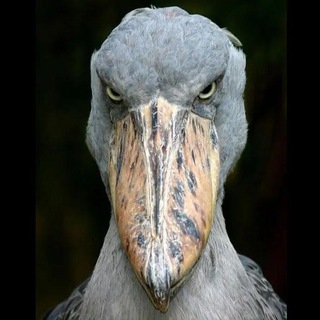 Логотип @nightprozac - Вечерний Глицин