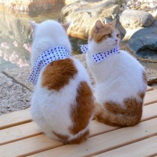 Логотип @nihon_love - Удивительная Япония
