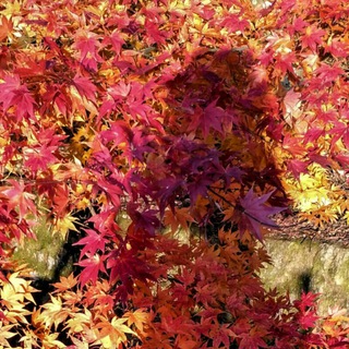 Логотип @nihonica - Nihonica 🍁