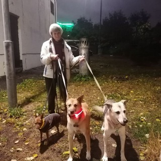 Логотип @nikafordog - Жизнь вместе с собаками🐶