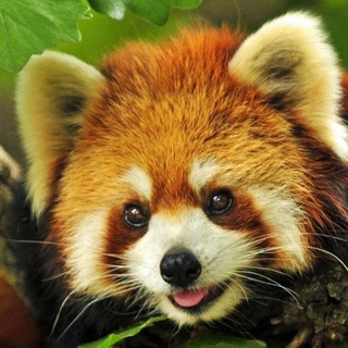 Логотип @nikanorova_n - Наталья Никанорова - творчество