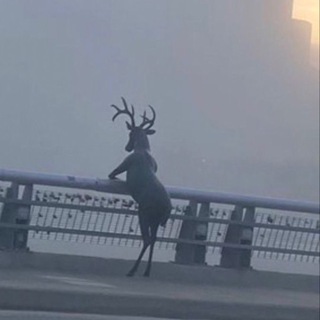 Логотип @nimpph - философия кринжа 💨