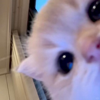 Логотип @nkplz - nkplz ( ♡ ) kaomoji