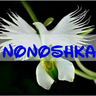Логотип @no_noshka - 🌺@No_Noshka🌺