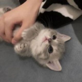 Логотип @nobodyxtg - ноубади | языки | темы | обои | эстетика