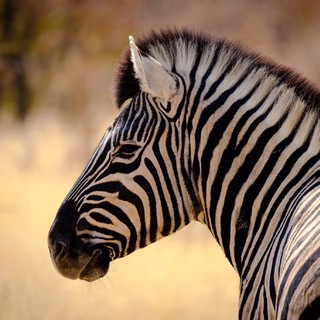 Логотип @noc_announces - noc_announces