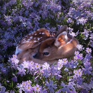 Логотип @nochnikii - Ночники🕯💕