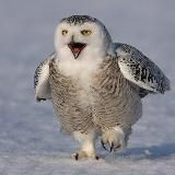 Логотип @nochnoyfilin - ( резерв) Манхвы от Ночного Филина