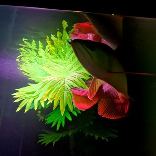 Логотип @nodirbek_dizayn - Аквадизайн🔥🔥🔥