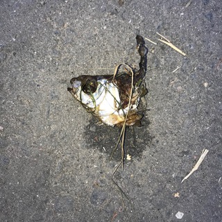 Логотип @nofmagazine - Ж𐍔𐌛н𐌀𐌡 Н𐌏𐌘𐌜