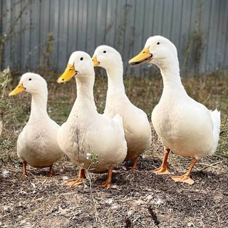 Логотип @nogeensk - Ногинск Электросталь