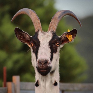 Логотип @noi_ne_noi - Ноев ковчег